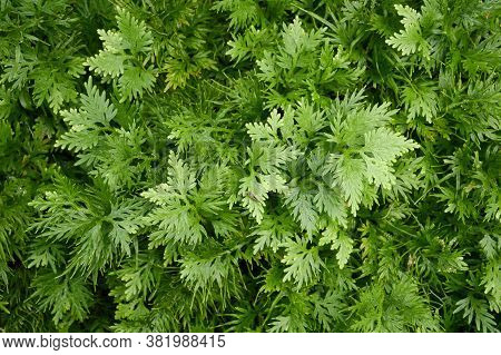 Fern Green Selaginella Involvens Plant In Nature Garden