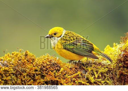 Silver-throated Tanager (tangara Icterocephala) Sitting On A Branch, Costa Rica