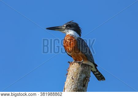 Ringed Kingfisher (megaceryle Torquata) Sitting On A Wooden Pole, Costa Rica