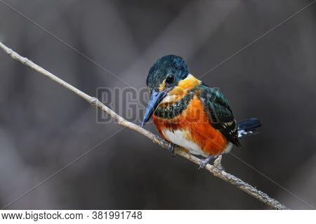 American Pygmy Kingfisher (chloroceryle Aenea) Perched On A Stick, Costa Rica