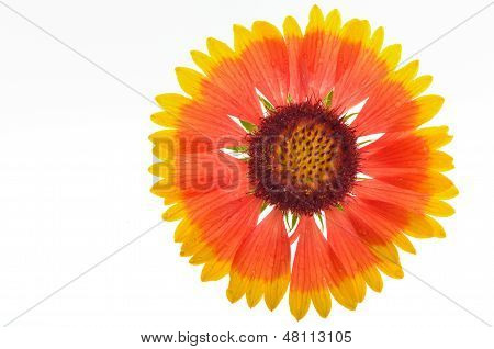 Gaillardia Aristata
