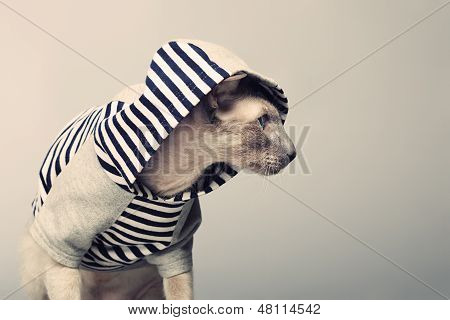 Peterbald gato em Hoody