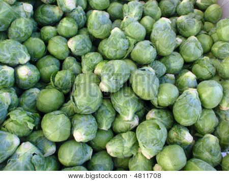 Brussel 콩나물