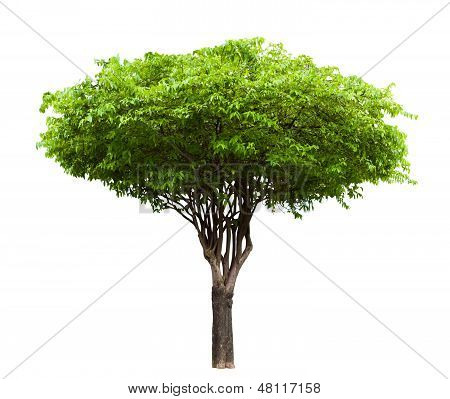 Wrightia Religiosa træ isoleret