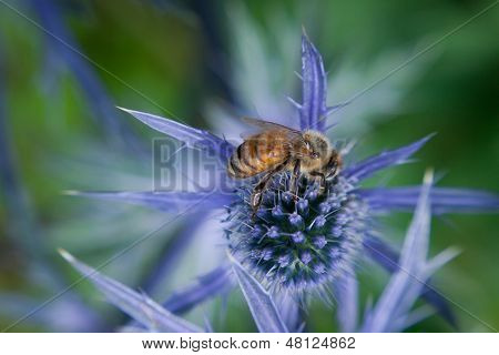 Primer plano de abeja alimentándose de flor púrpura