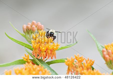 Bee On A Flower