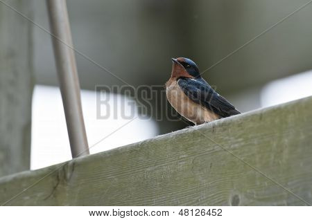 Barn Swallow