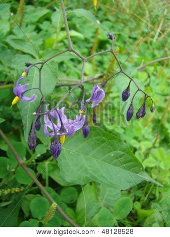 Natskygge Solanum Dulcamara