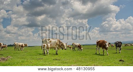 rural idyll