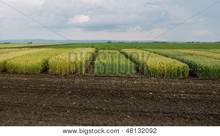 Crops testing
