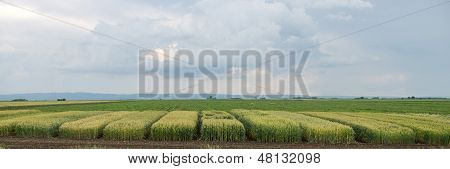 Crops testing