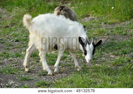 Goatling