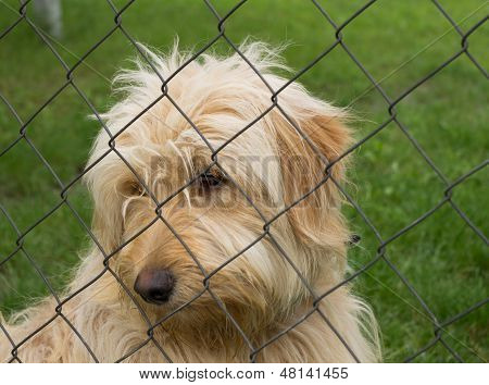 sad dog