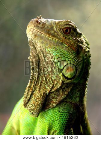 Iguana