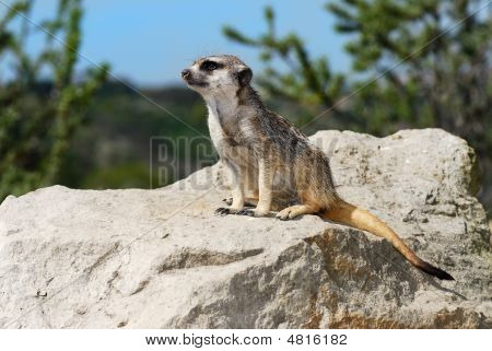 Meerkat Lookout Standortwahl geduldig auf einen großen Stein