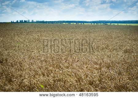 밀가루를 숙성과 Wheatfield