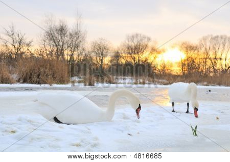 Couple Swan