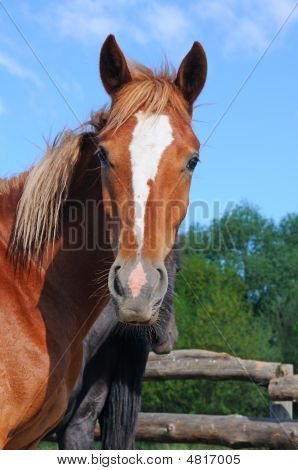 Smuk hest