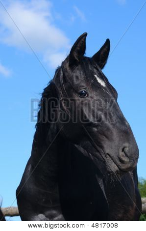 Dejlig hest