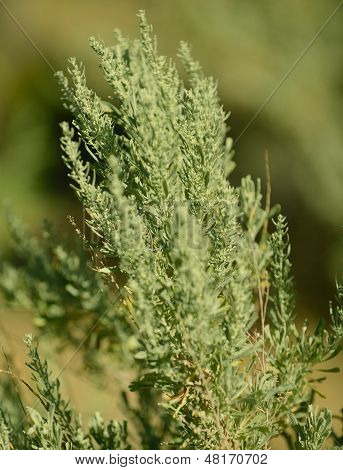 Close Up Image Of Sage Brush In A National Park