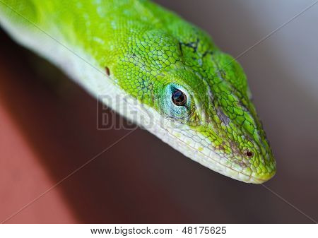 Vihreä Anole lisko