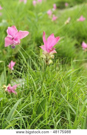 Siam Tulip Or Patumma