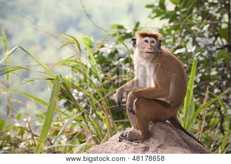 A toque macaque monkey sitting on a rock in Sri Lanka