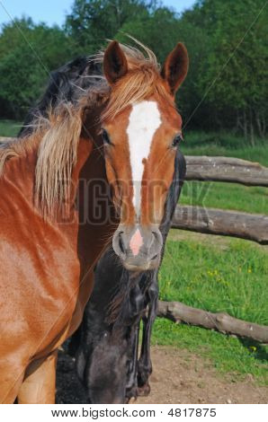 Skønhed hest