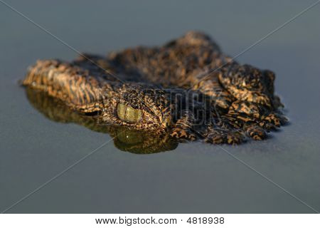 Coccodrillo