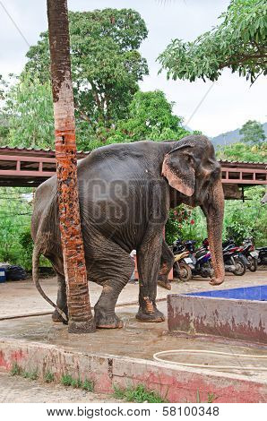 Elephant scratching against a tree