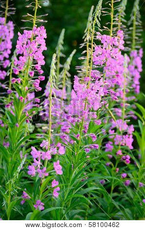 Chamerion Angustifolium Flowers