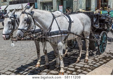 Traditional Coach (fiaker) Today Traveling Tourists In Vienna, Austria