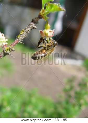 Bee