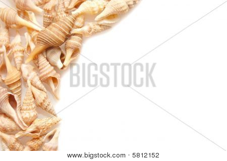 Shells diferentes isolados no fundo branco