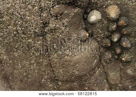 Group of limpets clinging to a rock