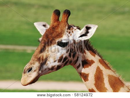 The giraffe is an African even-toed ungulate mammal, the tallest living terrestrial animal and the largest ruminant.