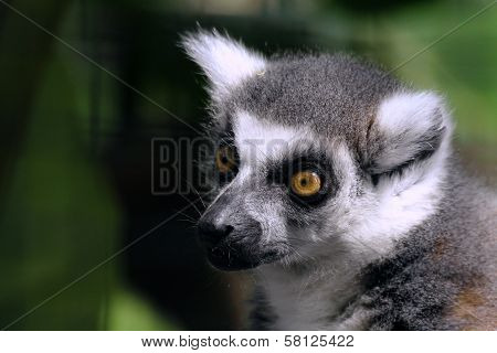 Ring-Tailed Lemur