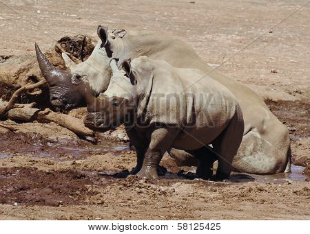White rhino and baby
