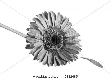 Gerbera Flower