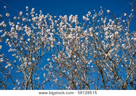 Almond Tree Branches
