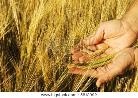 4Agriculture 3