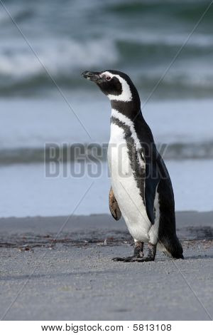 Tučňák magellanský (spheniscus Magellanicus)