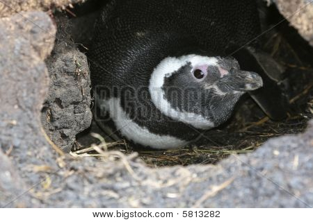 Tučňák magellanský (spheniscus Magellanicus)
