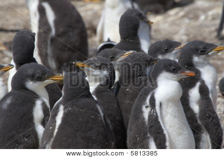 Gentoo pingviner (pygoscelis Papua)