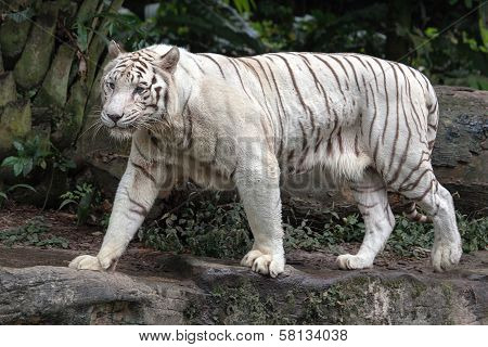 White Bengal Tiger