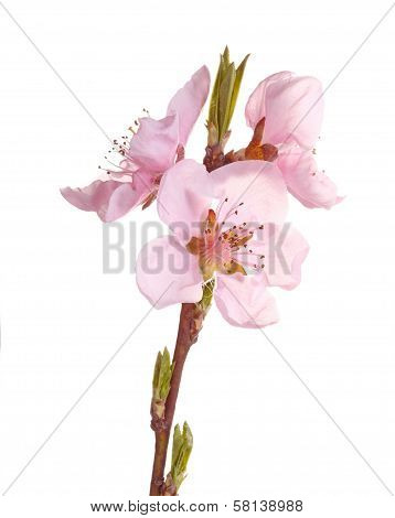 Pink Flowers Of A Nectarine Against White