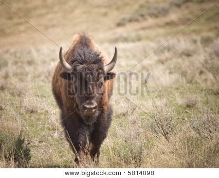 Bison