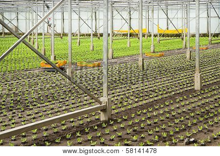 Planting New Young Salad Plants In Glasshouse