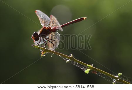 Vagrant Darter Or Sympetrum Vulgatum