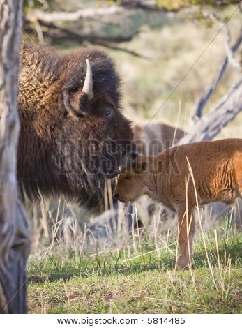 Bison og kalv